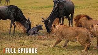 AFRICA'S DEADLIEST | The Ultimate Rules of Survival | Wildlife Documentary