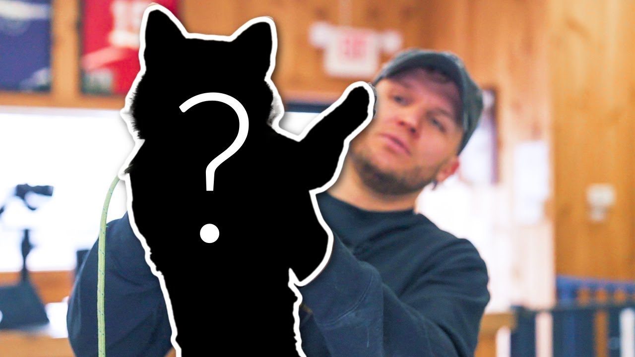 What'S The Hardest Dog To Train?