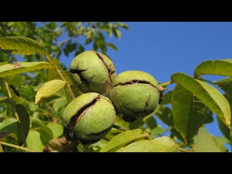 Video: A është e lyershme vula e çarjes kuikrete?