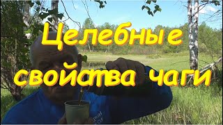 Целебные свойства чаги