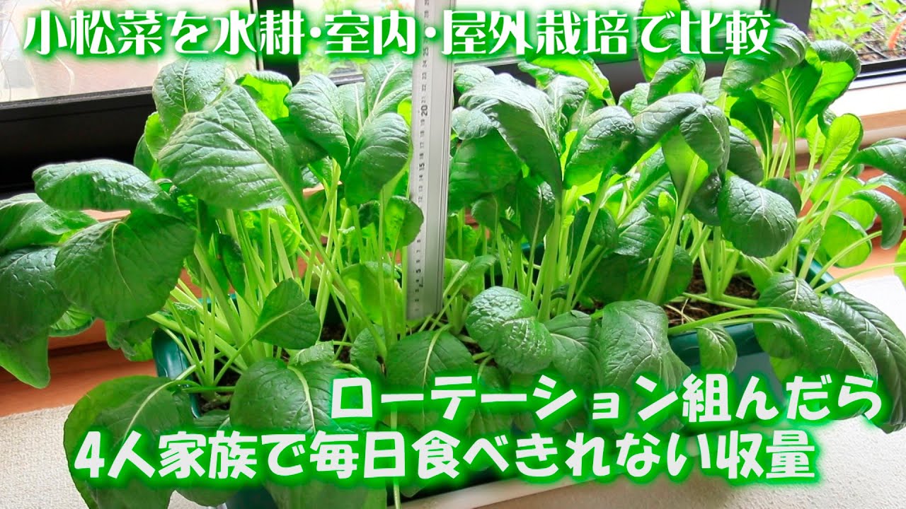 小松菜栽培 水耕 室内 屋外で比較 繰り返し収穫の優良野菜 Youtube