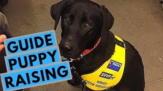 What Is It Like To Be A Guide Dog Puppy Raiser?