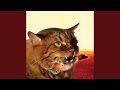 Miniature de la vidéo de la chanson Come Downstairs And Say Hello (Meow Mix)