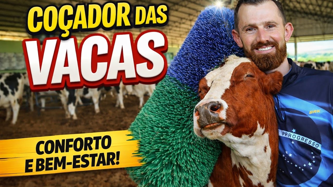 COÇADOR DAS VACAS um ano de uso (manejo e conforto das vacas)