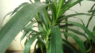 [HD1080p] Mengenal tanaman daun Suji atau Pudak (Dracaena Angustifolia) sebagai pewarna alami