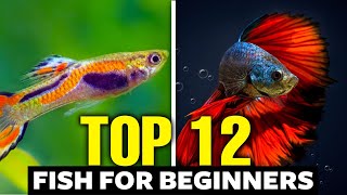 11 Easiest Fish to Take Care Of For Beginners