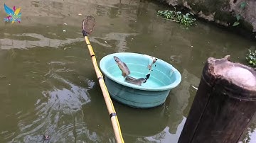 Kích Cá Ở Ao Tù Để Nhiều Năm Gặp Cá Trê Khủng Nhất