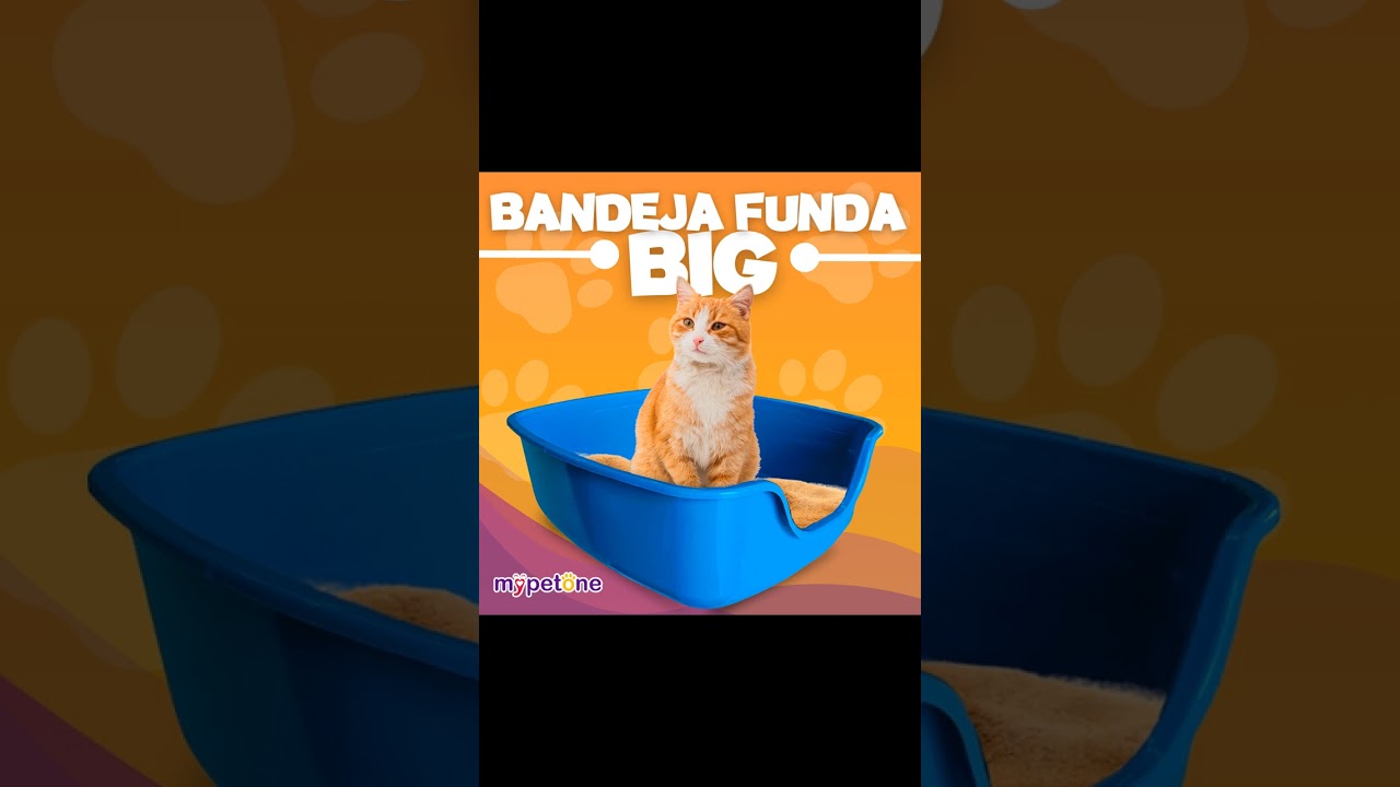 Caixa de Areia Funda Para Gatos Big Alvorada Pet 2025 - REVIEW TESTADO