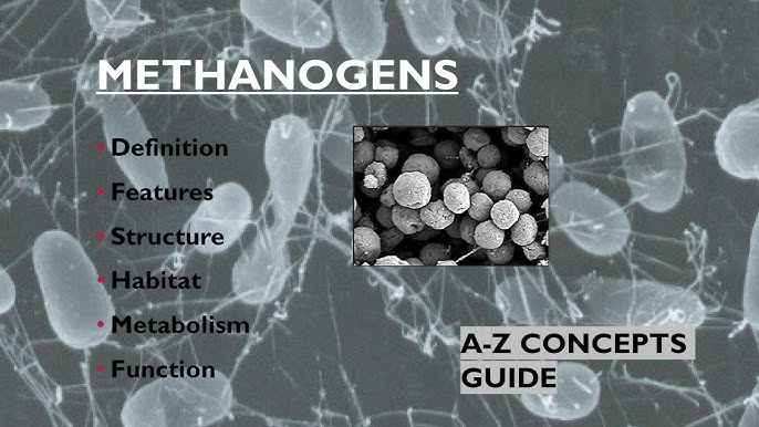 CDP : Methanogenesis - YouTube