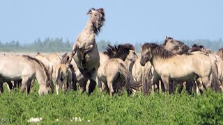 👉️(•◡•)👉️Nature reserve Oostvaardersplassen inThe Netherlands 2023****De Oostvaardersplassen.👈(•◡•)👈
