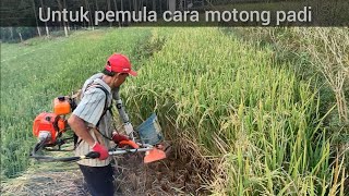 Sunggal rice harvest using a grass/rice cutting machine