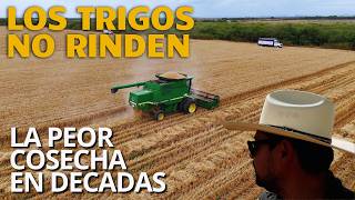 La crisis del trigo: la peor cosecha en décadas
