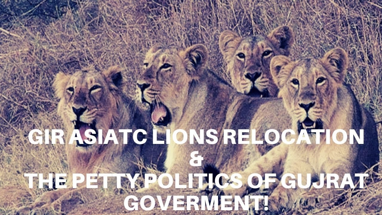 Gir Lions may get wiped out ! Canine Distemper Virus Relocation To Kuno || Jungle Safari