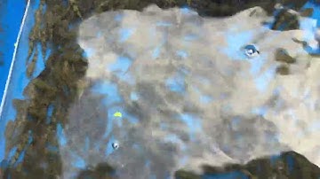 Cá bống tượng giống 2k, cung cấp cá bống tượng nuôi vỗ béo và thu mua cá bống tượng