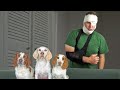 Dogs Ambush Owner for FOOD! Funny Dogs Maymo, Potpie &amp; Indie Go Rogue