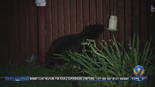 Caught on camera: Black bear pays visit to Hickory neighborhood