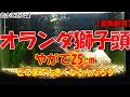 【金魚 飼育】オランダ獅子頭～じわりじわりと大きくなってます