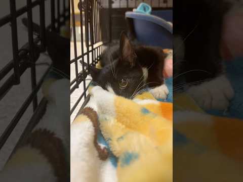 Meet Junior 💔🐾