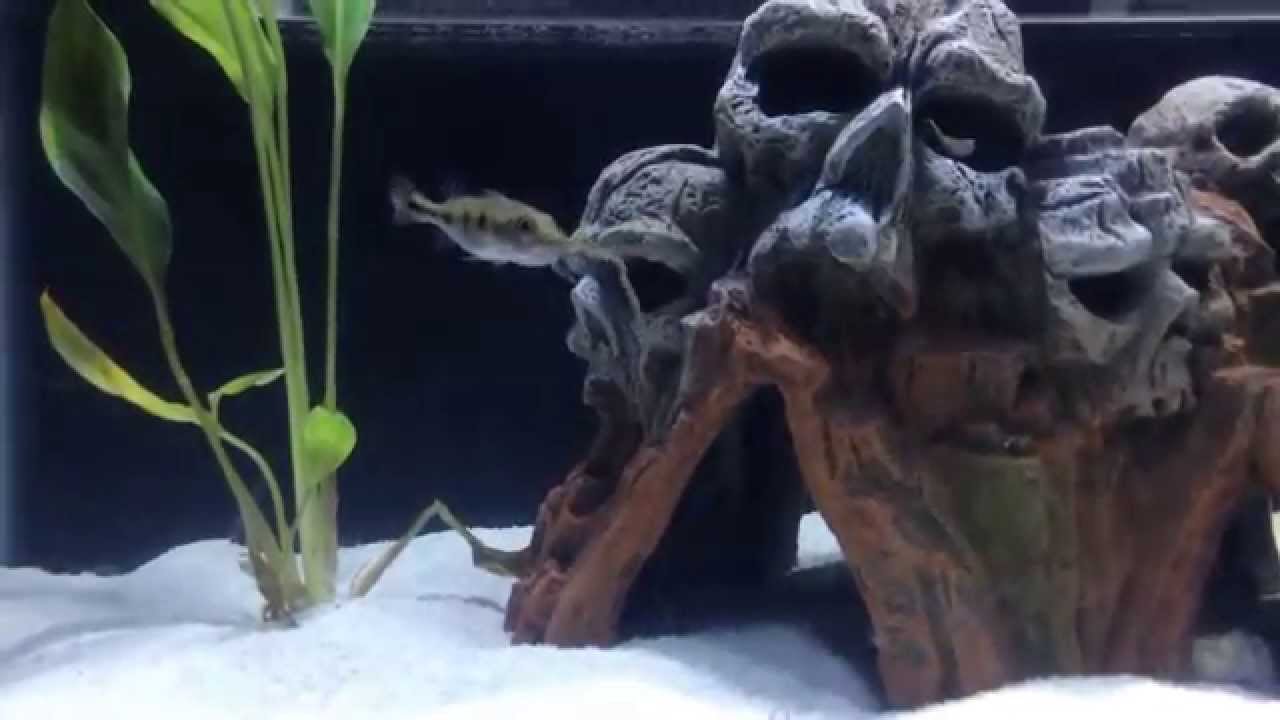 Small Peacock Bass Eating Live Blackworms YouTube