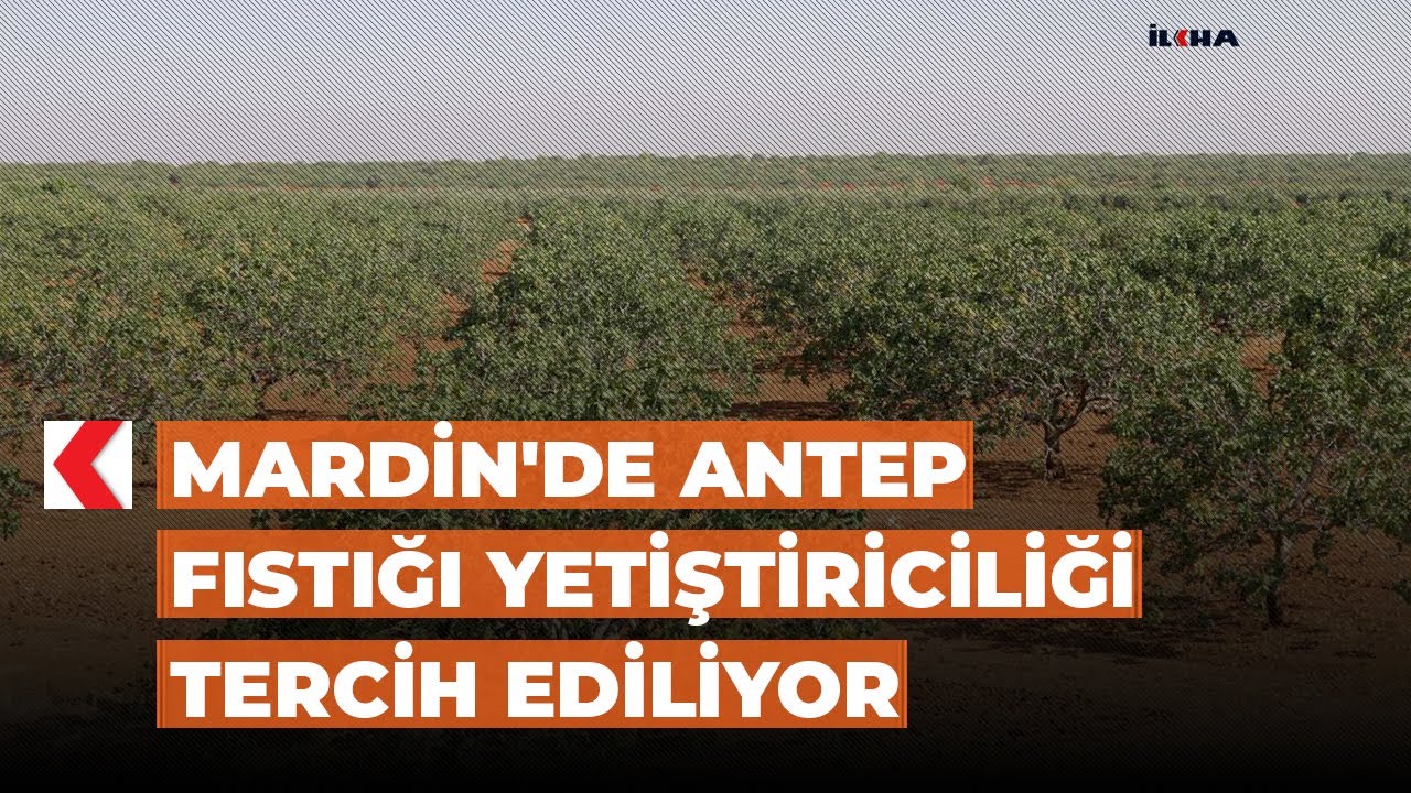 Mardin'de Antep fıstığı yetiştiriciliği tercih ediliyor