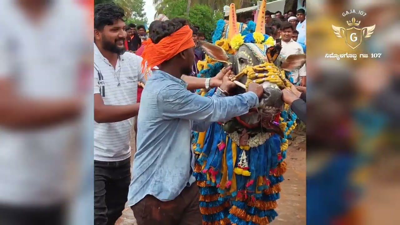 ಕರ್ಜಗಿ ಕಾರ ಹುಣ್ಣಿಮೆ|NTC ಸರ್ಕಾರ್ 🚩|ಹೋರಿ ಹಬ್ಬದ ಬಂಡೆ|NTC SARKAR.by @Gaja_107