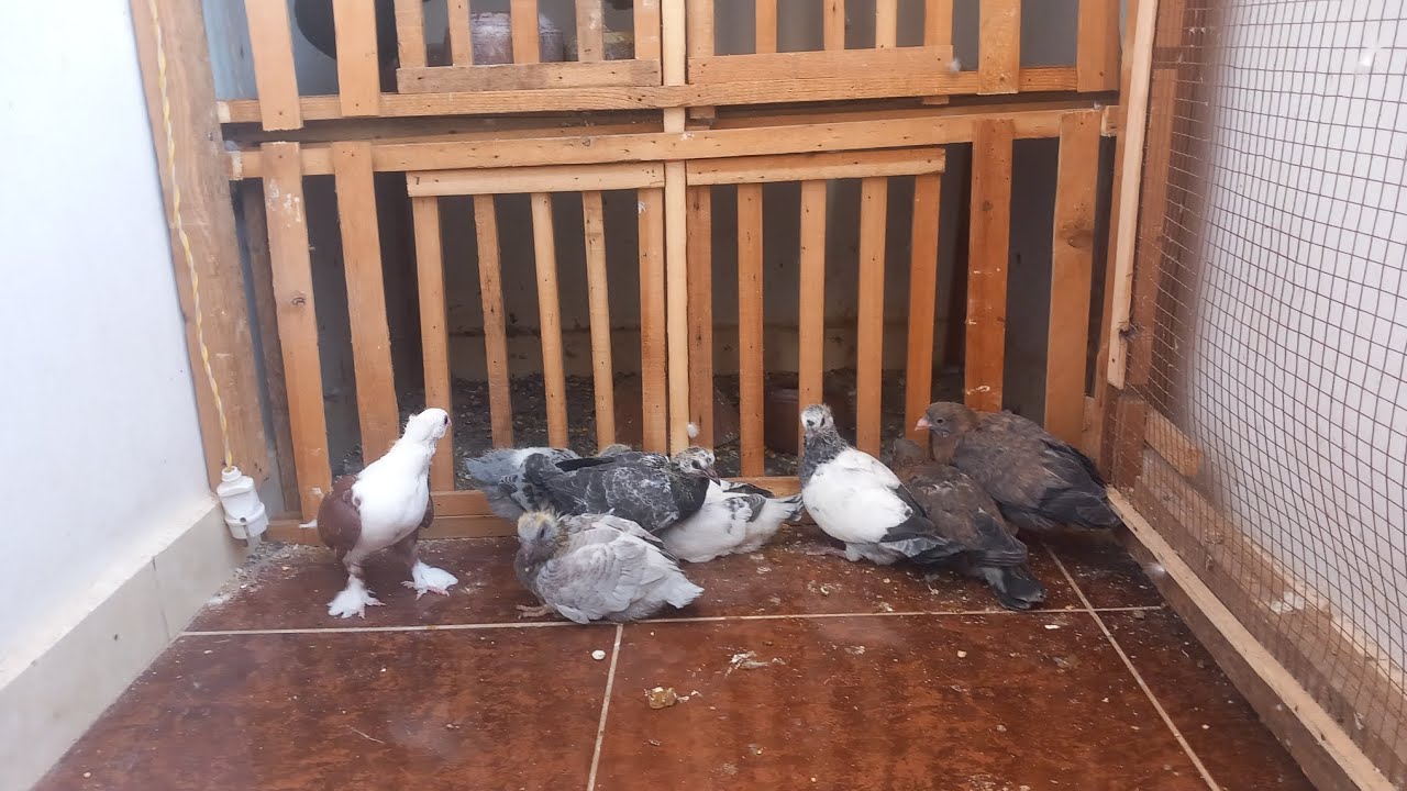 ازاي تعود الزغاليل على المكان