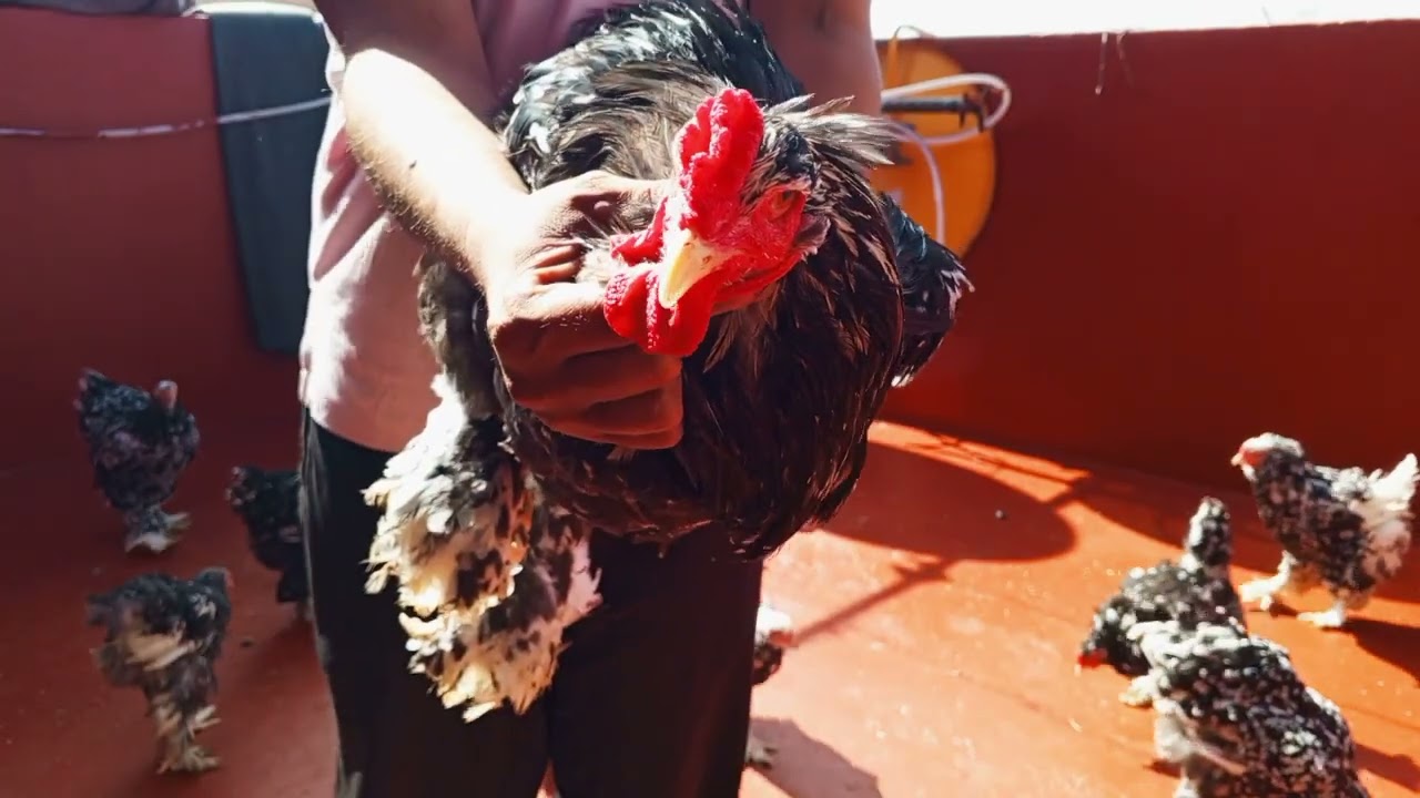 الفوائد الرئيسية لقشور الحلزون للدجاج 🐔🐓🐌🐌