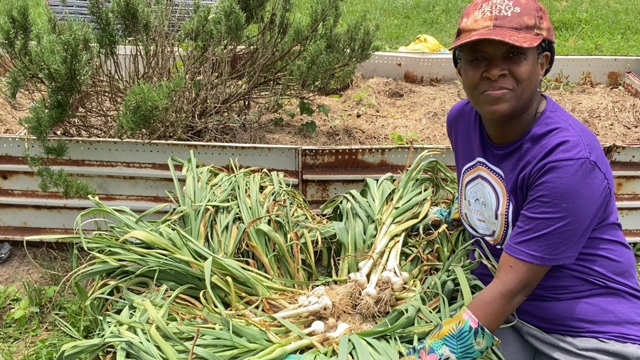 HARVESTED Over 100 BULBS Of GARLIC - Grow Your Groceries!