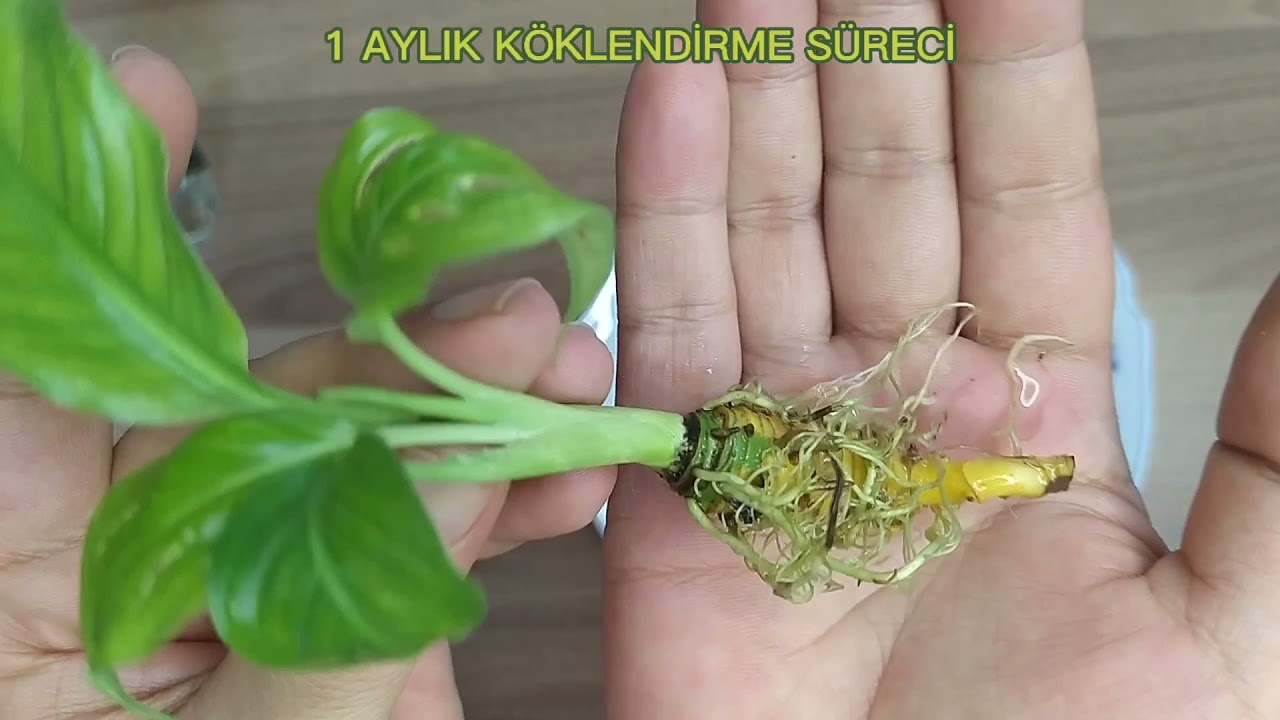 BARIŞ_ YELKEN ÇİÇEĞİ /SPATHİPHYLLUM /💯💯 SUDA KÖKLENİR