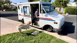 This Is Why My Labrador Retriever Is In Love With Kristy Our Mail Lady