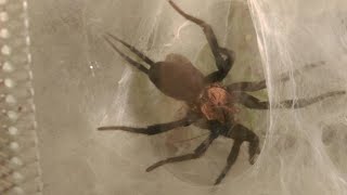 Linothele Megatheloides Eat Roach