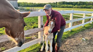 The Waiting is Over-She's Finally here!// Draft Horse Filly Born #488