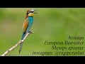 Arıkuşu - Merops apiaster - Bee-eater