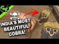 INDIA’S MOST BEAUTIFUL COBRA!!!