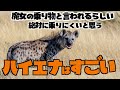 ハイエナ ひとくち動物図鑑#62 [VOICEROID解説]
