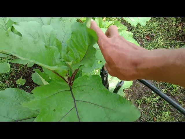 si cantik YOLA (bintang asia) yang bikin bangga petani class=