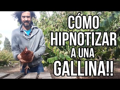 Cómo hipnotizar a una gallina!!