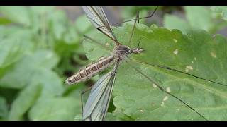 Tipula Crane Fly