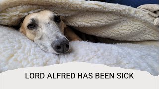 Lord Alfred's not been feeling well...greyhound mix with anemia and pannus