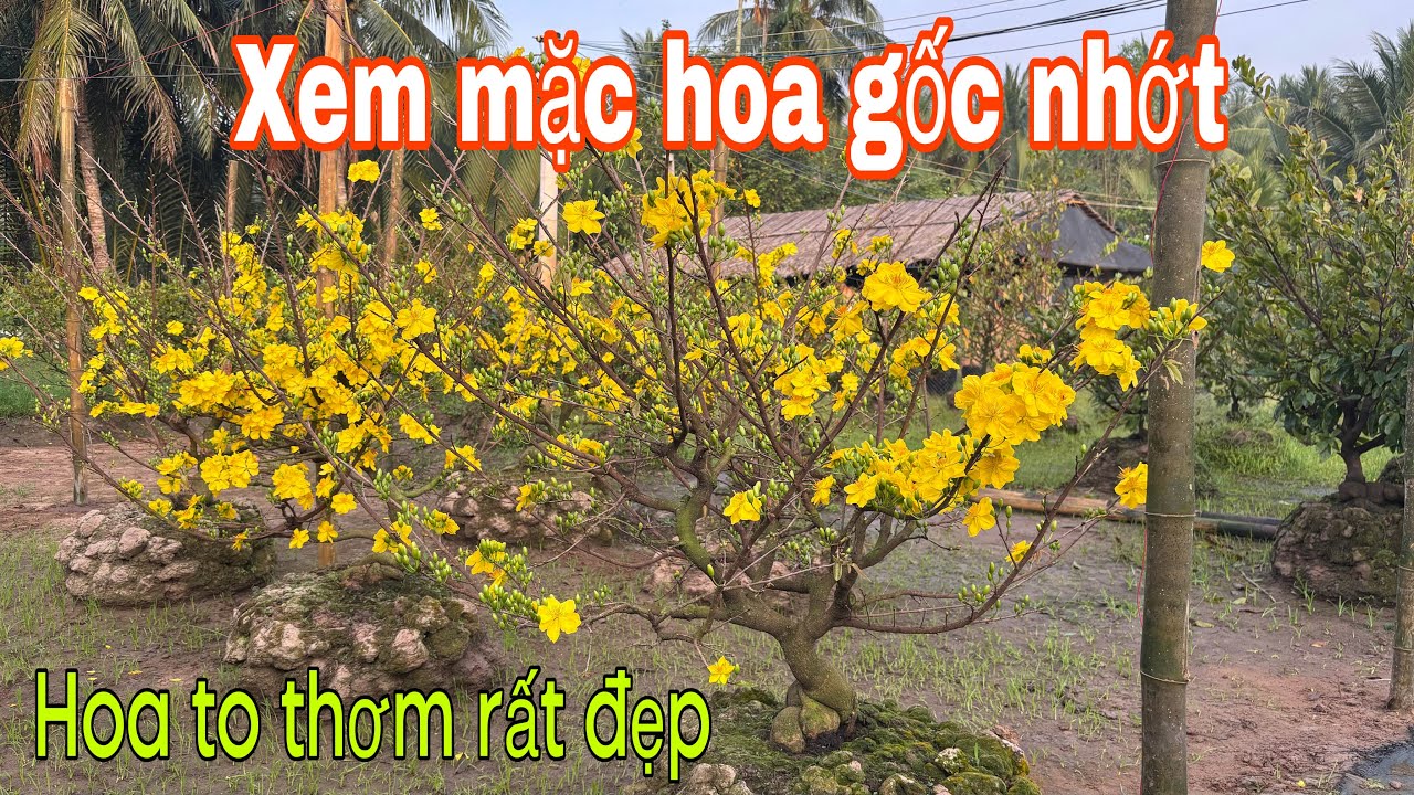 28/12 âm lịch xem mặc hoa gốc nhớt nở bông (Zalo 0983946649)