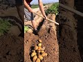 متعة الحصاد مزارع يحفر البطاطس بدقة ورضا