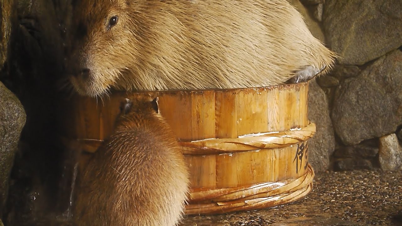 カピバラお姉さん かなりムリヤリな割り込み (Capybara wooden bath fight)