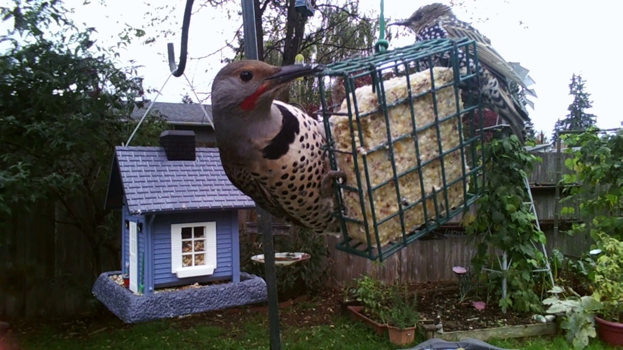 Suet cake snacktime - 10/4/19 