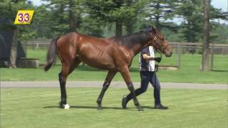 スイートオーキッド の競走馬情報 Pog Info