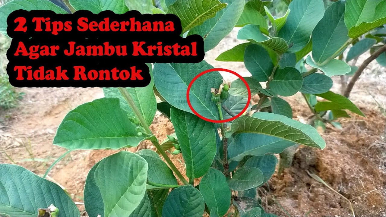 2 Tips Agar Jambu Kristal Tidak Rontok