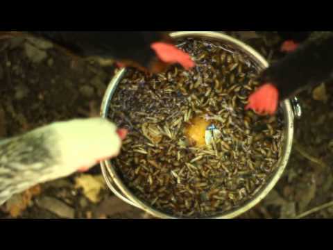 What Is The Worms Being Found In Purina Dog Food What Is The Worms Being Found In Purina Dog Food