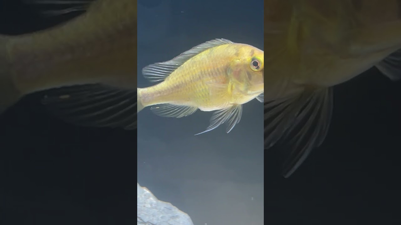 Look me in the eyes Jack’s Fish Room TOUR #eyes #fish #fishtank #fishvideo #aquarium #aquariumfish