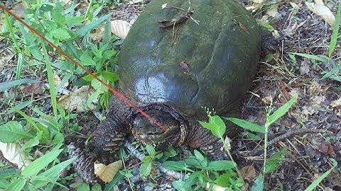 Turtle Trapping Part1