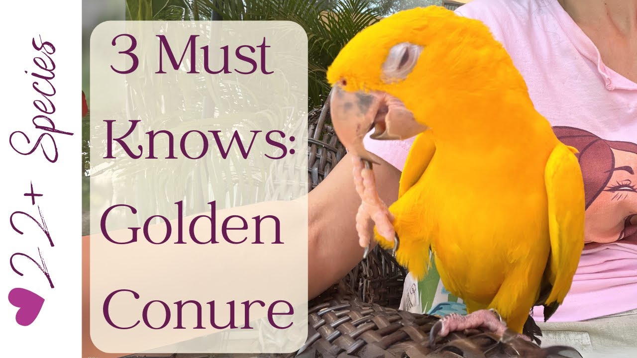 Golden Conure: 3 Must Knows | 