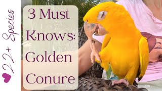 Golden Conure: 3 Must Knows | #goldenconure #parrot_bliss